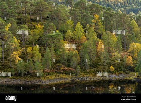 Scotland Rainforest Beinn Hi Res Stock Photography And Images Alamy