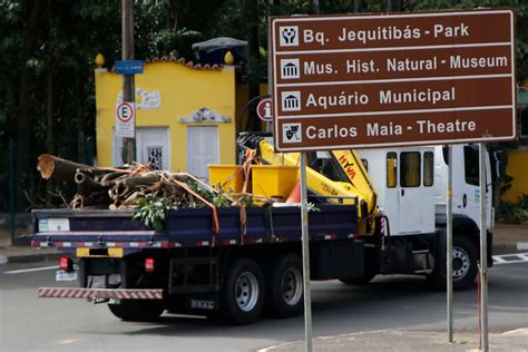 Bosque Dos Jequitib S Far A Retirada De Mais Rvores E Reabertura