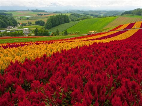 Shikisai No Oka Flower Garden Wallpapers - Wallpaper Cave