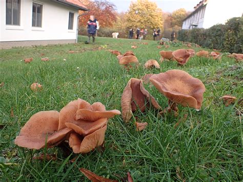 Armillaria Mellea Agg 1 Honiggelber Hallimasch Artengr Flickr