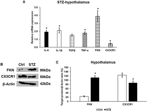 Mrna A And Western Blot B C Analyses Of The Target Genes Of Download Scientific Diagram