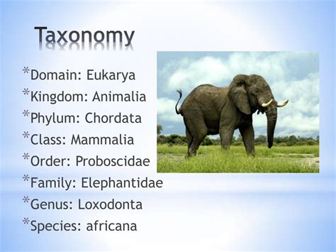 Ppt Evolution Of African Elephants Powerpoint Presentation Free Download Id1903146