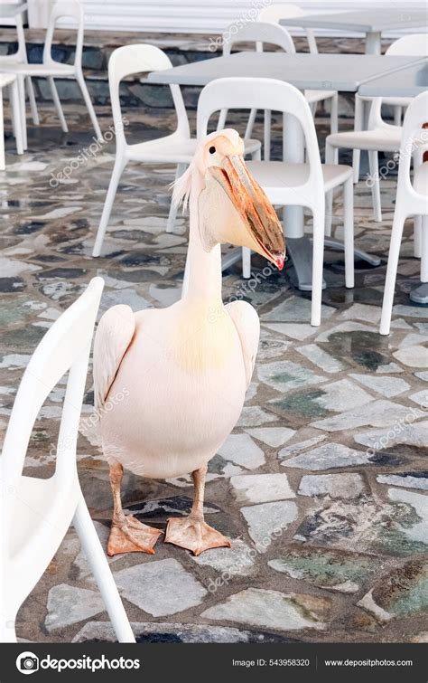 Beautiful Pelican Restaurant Cafe Nature Sea Stock Photo by ©Kostia777 ...