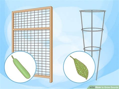 How to Grow Gourds (with Pictures) - wikiHow