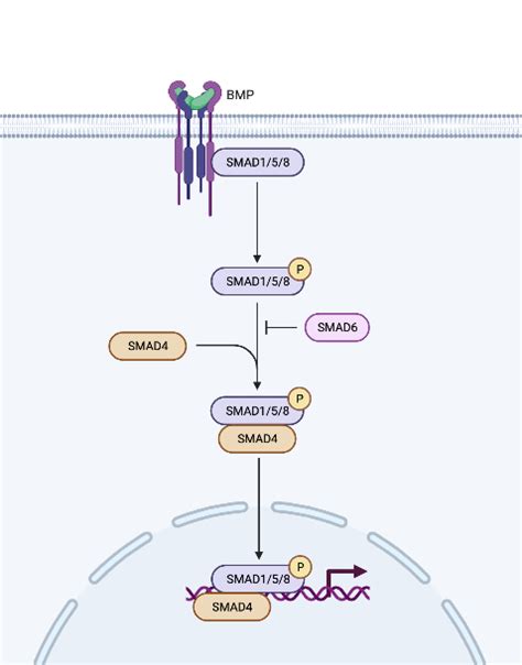 BMP Signaling Pathway | BioRender Science Templates