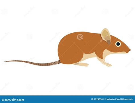 Field Mouse Standing On Hind Legs Red Rodent Animal With Black Stripe