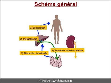Mise à jour 94 imagen formule pharmacocinétique fr thptnganamst edu vn
