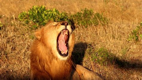 Injured Male Lion Taking Rest After Fighting Another Male Lion Youtube