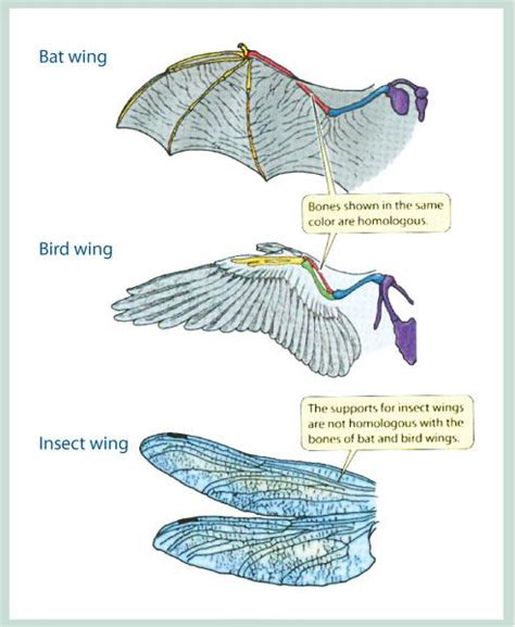 Evolution - Biology 11 E-Portfolio!