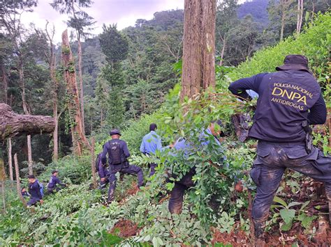 Especialistas De Dnpa Erradican Mil Arbustos De Coca Y Destruyen