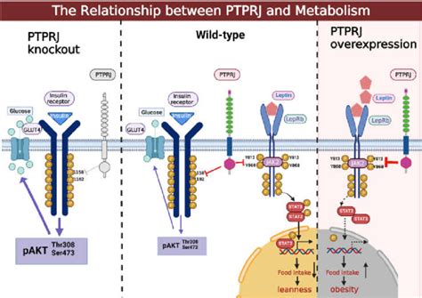 The Relationship Between Ptprj And Metabolism Leprb Dimerizes As A