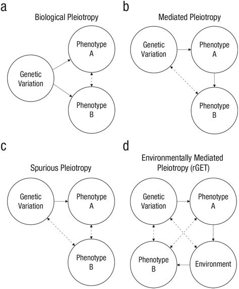 The E Is In The G Geneenvironmenttrait Correlations And Findings From Genome Wide Association