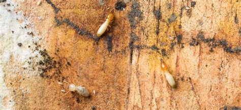 Everything You Need To Know About Termites In Houston Envirocon Pest