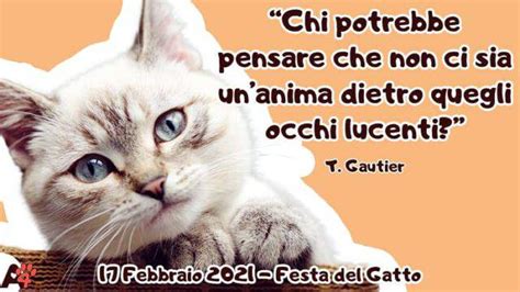 Frasi Sui Gatti Citazioni Proverbi Aforismi E Dediche