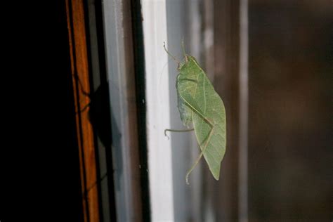 Appalachian Morning: The Endearing Katydid