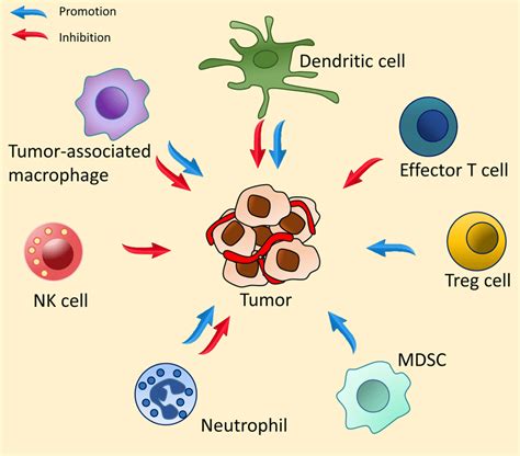 Interactions Of Immune Cells And A Tumor In The Tumor Download Scientific Diagram