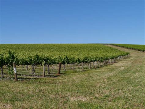 Clare Valley Wine Australian Riesling And Cabernet Sauvignon