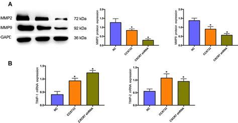 Cxcr Silencing Inhibited The Malignancy Of Cervical Cancer In Vivo A