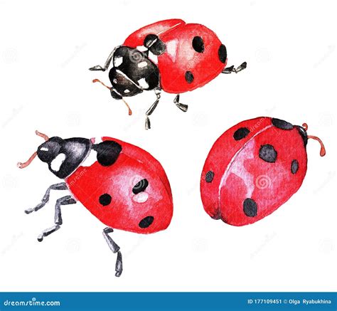 Ladybugs Watercolor Stock Illustration Illustration Of Collection