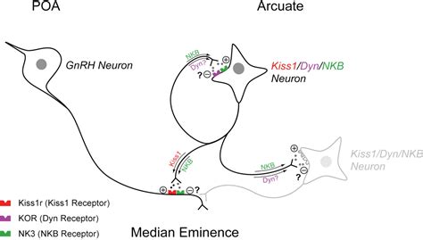 Regulation Of Gonadotropin Releasing Hormone Secretion By Kisspeptin