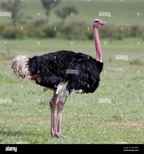 Common Ostrich Struthio Camelus Male Standing Maasai Mara Kenya