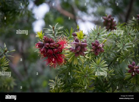 Callistemon Myrtaceae Hi Res Stock Photography And Images Alamy