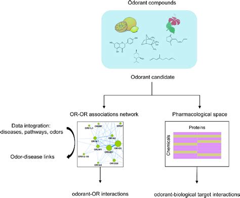 Figure From Identification Of Odorant Receptor Interactions By Global