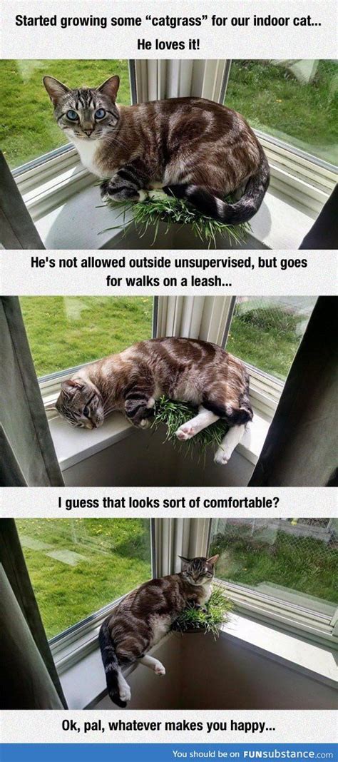 Indoor cat loves catgrass - FunSubstance | Cats, Funny cats, Cute animals