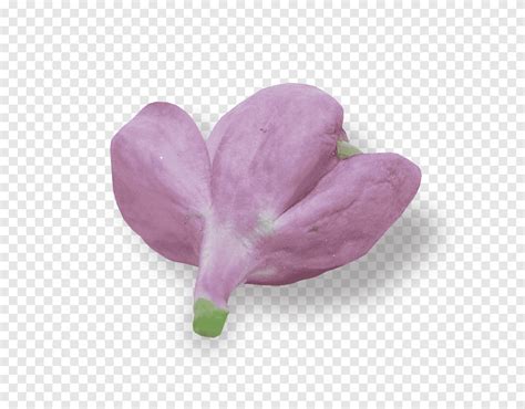 Petal Lilac Lilac Purple Violet Png PNGEgg