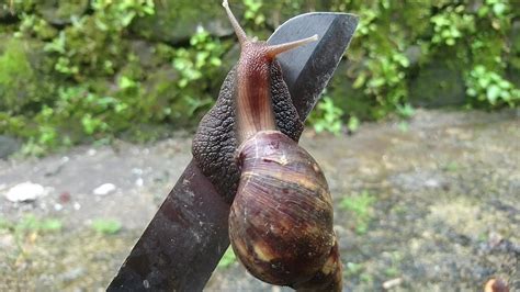 How Snails Conquer Knives Youtube