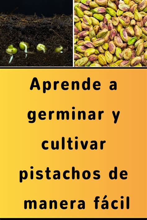 Aprende a germinar y cultivar pistachos de manera fácil Agriculture