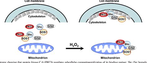 Figure 1 From Kinase Activity Independent Anchoring Function Of Protein Kinase C Delta Focus