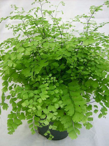 Maidenhair fern care how to grow a maidenhair fern – Artofit