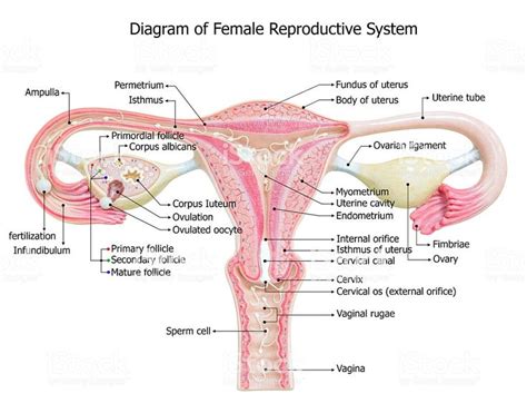 Male And Female Reproductive System Labeled Diagram