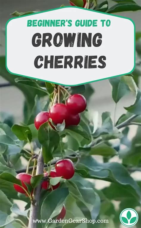 How To Grow Cherries At Home Quick Tips Artofit