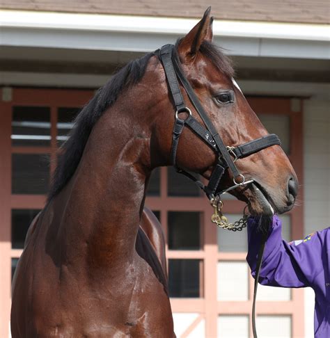 「元気に青草を食べています」 ドウデュースの様子を友道調教師が明かす 有馬記念を右前肢ハ行で出走取消 Umatoku 馬トク