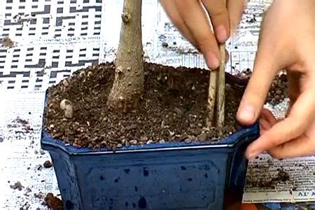 How To Repot Moreton Bay Fig Bonsai – Chinese Bonsai Garden