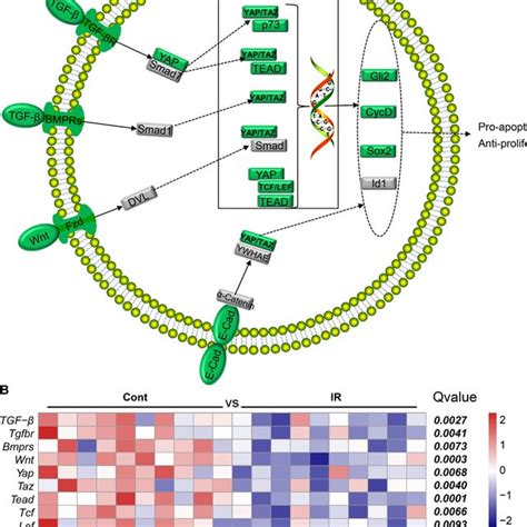 The Expression Of Genes Of The Hippo Signalling Pathway In The