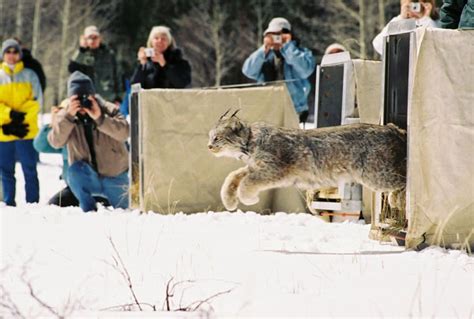 Reintroduction Of The Lynx In Colorado 20 Years Later