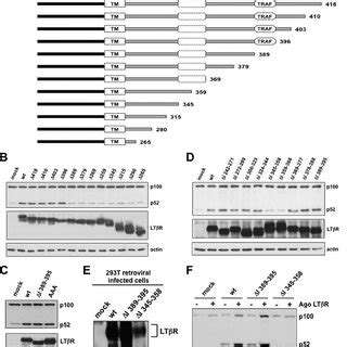 Identification Of The Cytoplasmic Domain Involved In Lt R Mediated