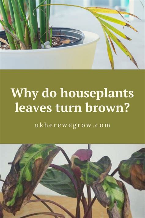 Why Do Houseplants Leaves Turn Brown Plant Leaves Turning Brown Plant Care Houseplant