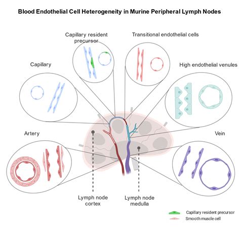 Blood Endothelial Cell Heterogeneity In Murine Peripheral Lymph Nodes