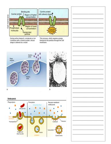 Active Transport Worksheet To Go With Power Point Teaching Resources