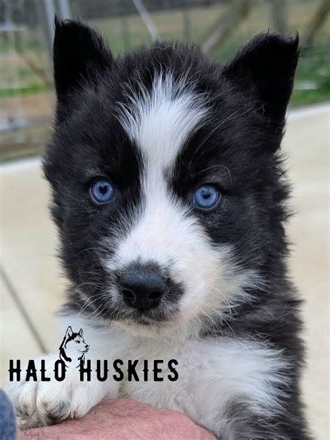 Agouti/White Husky Puppy (Nona’s Male #1) (Reserved) — Halo Huskies