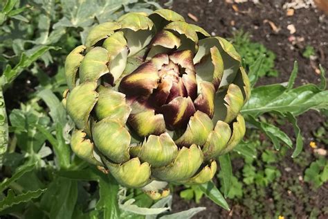 Clever Tips For Growing The Artichoke Plant • Insteading