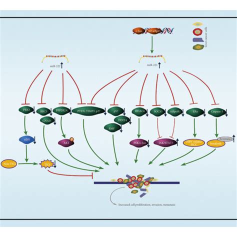 The Main Targets Of Mir Involved In Cervical Cancer Twist