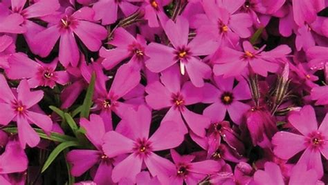 Phlox Subulata Red Wings Gardenhouse Sk