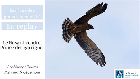 Conférence Le Busard cendré prince des garrigues YouTube