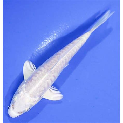 4 Imported Armor Scaled Platinum Ogon Koi Fish For Sale