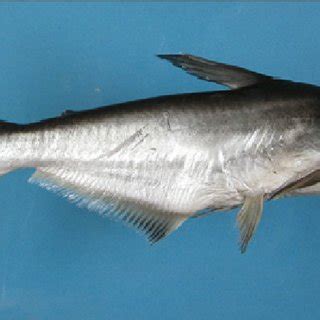 Pangasius Hypophthalmus HUJ 20124 276 Mm SL From Lake Kinneret